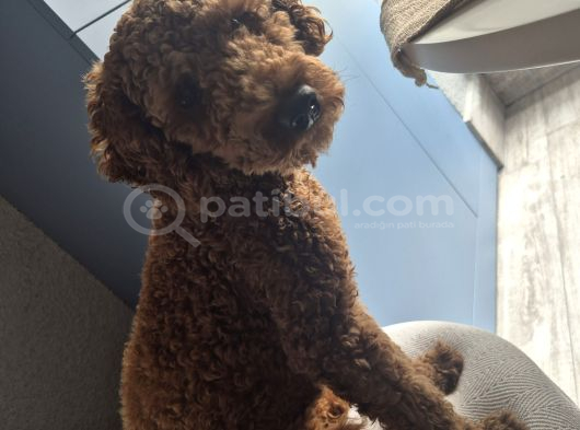 Minyatür Poodle görsel