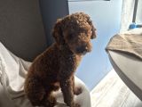 Minyatür Poodle