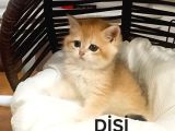 Brithis Shorthai̇r Mükemmelli̇ği̇