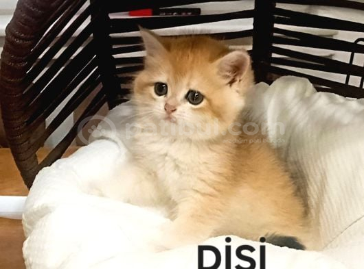 Brithis Shorthai̇r Mükemmelli̇ği̇ görsel