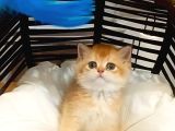 Brithis Shorthai̇r Mükemmelli̇ği̇