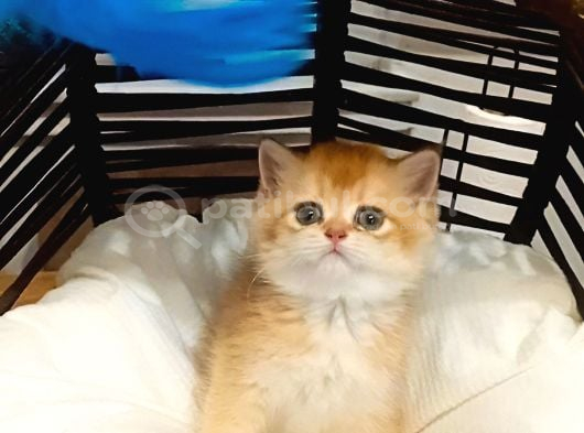 Brithis Shorthai̇r Mükemmelli̇ği̇ görsel