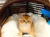 Brithis Shorthai̇r Mükemmelli̇ği̇