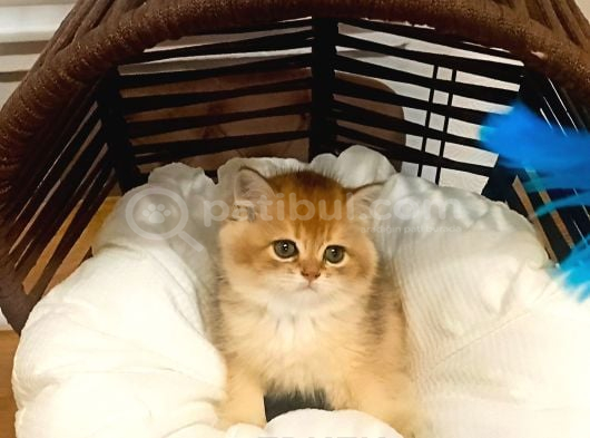 BRITHIS SHORTHAİR MÜKEMMELLİĞİ