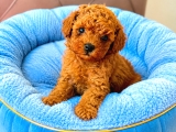 Wc eğitimli toy poodle yavrum ailesini bekliyor
