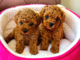 Wc Eğitimli Toy Poodle Yavrum Ailesini Bekliyor