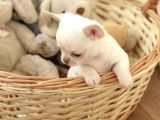 Teacup boy kar beyazı chihuahua yavrular