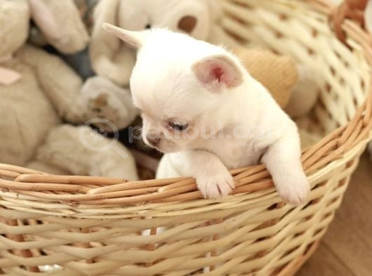 Teacup boy kar beyazı chihuahua yavrular