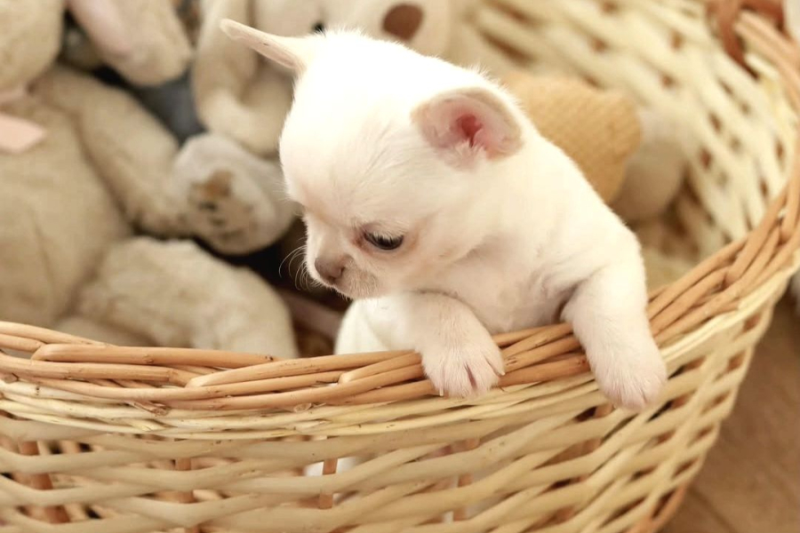 Teacup Boy Kar Beyazı Chihuahua Yavrular