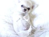 Teacup Boy Kar Beyazı Chihuahua Yavrular