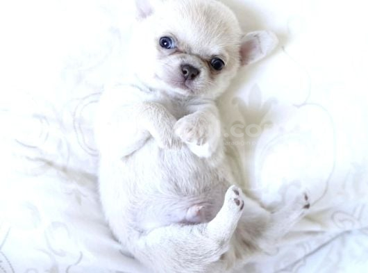 Teacup Boy Kar Beyazı Chihuahua Yavrular görsel