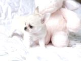 Teacup Boy Kar Beyazı Chihuahua Yavrular