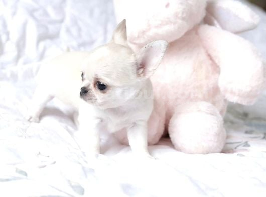 Teacup Boy Kar Beyazı Chihuahua Yavrular görsel