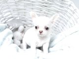 Teacup Boy Kar Beyazı Chihuahua Yavrular