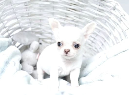 Teacup Boy Kar Beyazı Chihuahua Yavrular görsel