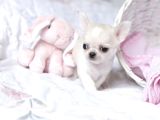 Teacup Boy Kar Beyazı Chihuahua Yavrular