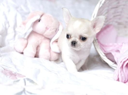 Teacup Boy Kar Beyazı Chihuahua Yavrular görsel