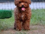 Tarım Bakanlığı Onaylı Ruhsatlı Çiftlikten Toypoodle