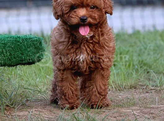 Tarım Bakanlığı Onaylı Ruhsatlı Çiftlikten Toypoodle görsel