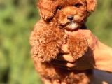 Tarım Bakanlığı Onaylı Ruhsatlı Çiftlikten Toypoodle