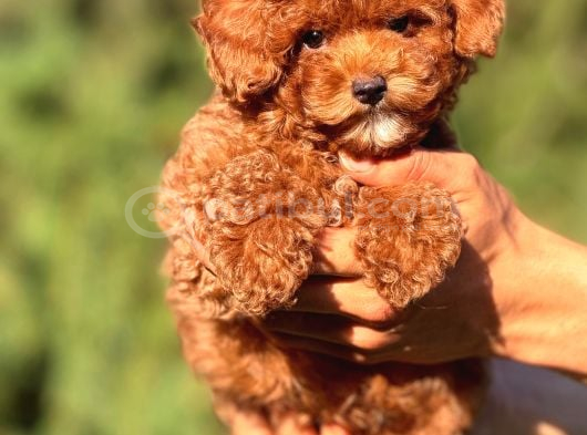 Tarım Bakanlığı Onaylı Ruhsatlı Çiftlikten Toypoodle görsel