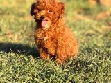 Tarım Bakanlığı Onaylı Ruhsatlı Çiftlikten Toypoodle
