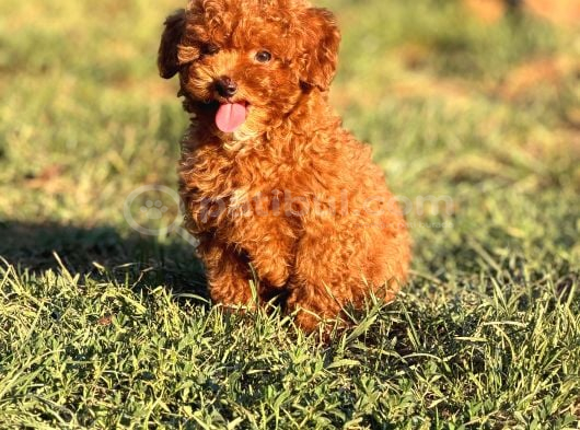Tarım Bakanlığı Onaylı Ruhsatlı Çiftlikten Toypoodle görsel
