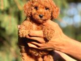Tarım Bakanlığı Onaylı Ruhsatlı Çiftlikten Toypoodle