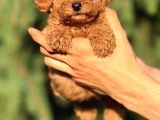 Tarım Bakanlığı Onaylı Ruhsatlı Çiftlikten Toypoodle