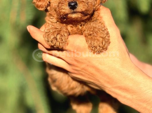 Tarım Bakanlığı Onaylı Ruhsatlı Çiftlikten Toypoodle görsel