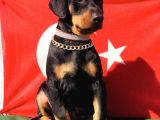 Üst Kalite Harika Anatomi Doberman Yavrular