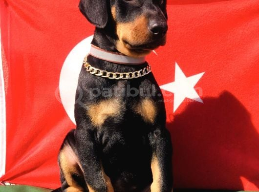 Üst Kalite Harika Anatomi Doberman Yavrular görsel