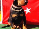 Üst Kalite Harika Anatomi Doberman Yavrular