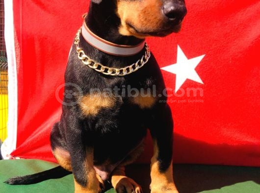Üst Kalite Harika Anatomi Doberman Yavrular görsel