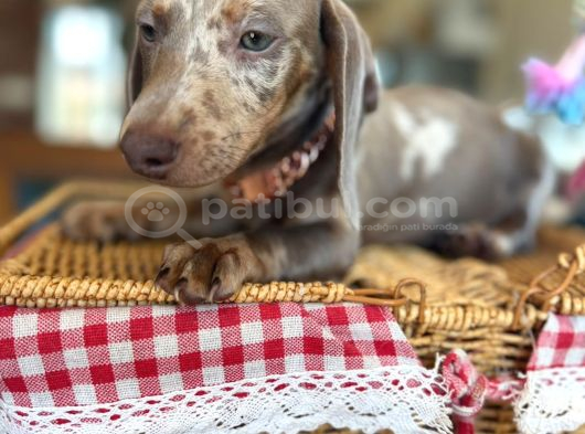 Renkli Gözlü Dachshund görsel