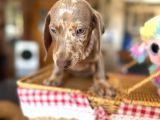 Renkli Gözlü Dachshund