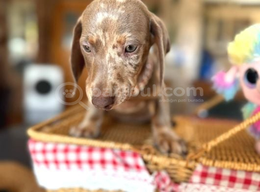 Renkli Gözlü Dachshund görsel