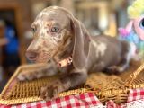 Renkli Gözlü Dachshund