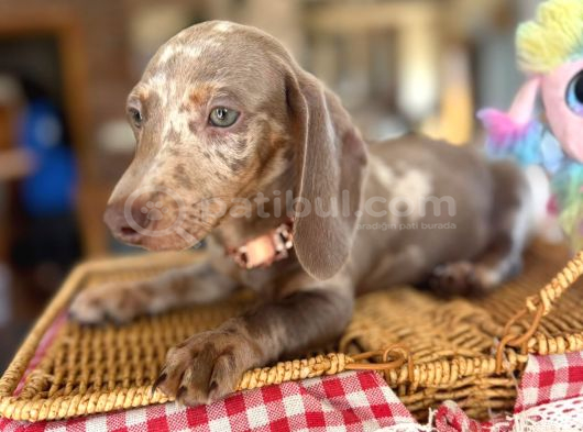 Renkli Gözlü Dachshund görsel