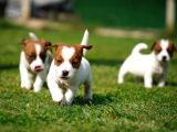 Fci-Kif Şecereli Kayıtlı Safkan Jack Russell Terrier Yavru