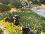 Blue Erkek Cane Corso Yavrular