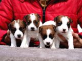 FCI-KIF Şecereli Kayıtlı Safkan Jack Russell Terrier Yavru