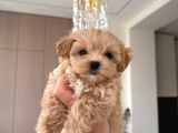 Malti̇poo Ci̇nsi̇ Yavrular Ev Üreti̇mi̇