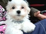 Kar Beyaz Maltese Terri̇er Ci̇nsleri̇