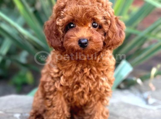 Toy Poodle Sevi̇mli̇ Yavrular Ev Üreti̇mi̇ görsel