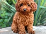 Kipkirmizi Red Toy Poodle Sevi̇mli̇ Yavrular