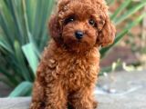 RED TOY POODLE SEVİMLİ YAVRULAR