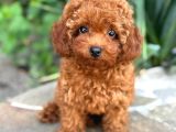 Red Toy Poodle Sevi̇mli̇ Yavrular
