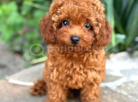Red Toy Poodle Sevi̇mli̇ Yavrular görsel