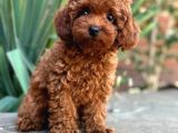 Red Toy Poodle Sevi̇mli̇ Yavrular